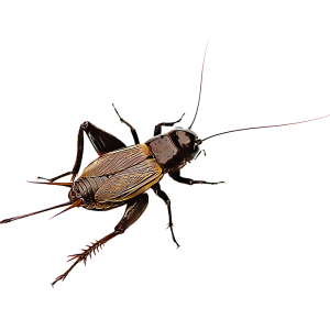 Cricket insect PNG