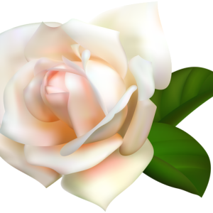 Rose PNG