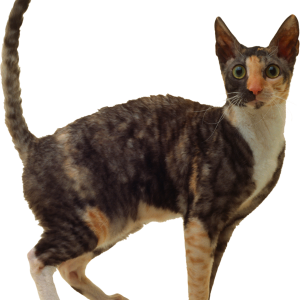 Cat PNG