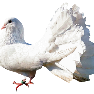 Pigeon PNG