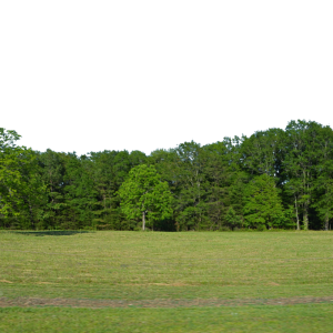 Forest PNG