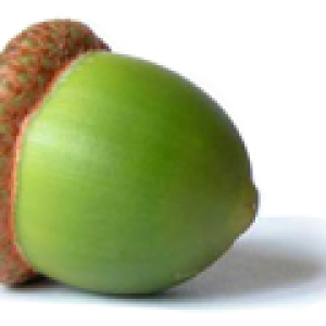 Acorn PNG image, free, acorns
