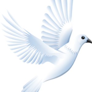white dove pigeon PNG