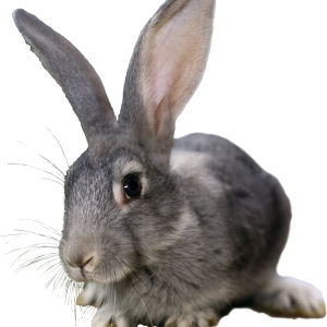 rabbit PNG