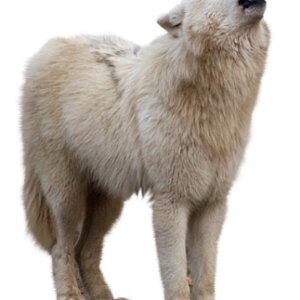 Wolf PNG