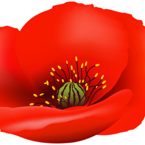 Poppy flower PNG picture