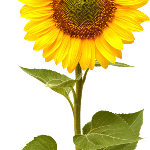 Sunflower PNG