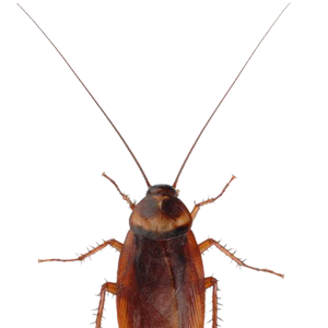 Roach PNG