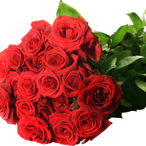 Rose PNG