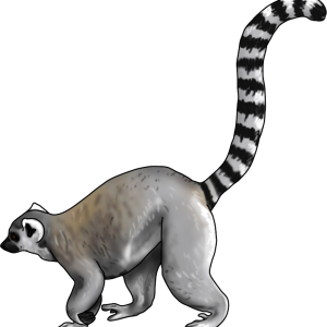 Lemur PNG