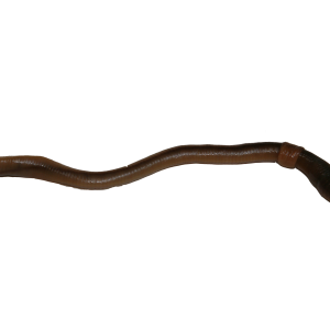 earthworm worm PNG
