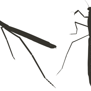 Mantis PNG