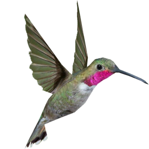 Hummingbird PNG