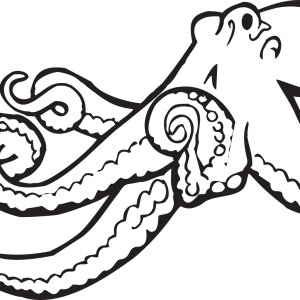 Octopus PNG
