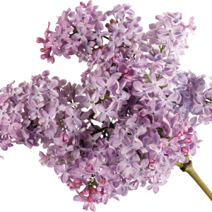 Lilac PNG