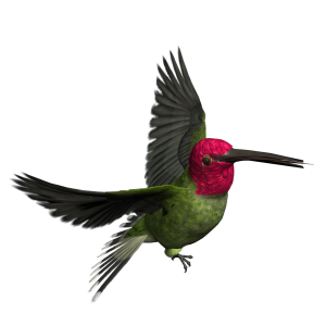 Bird PNG