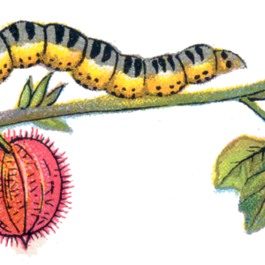 Caterpillar PNG