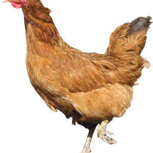 Chicken PNG image