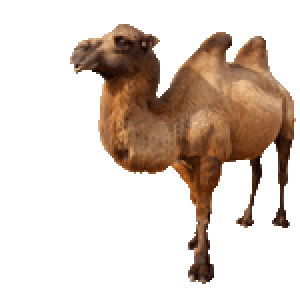 Camel PNG