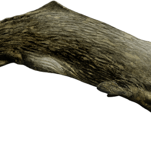 Sperm whale PNG