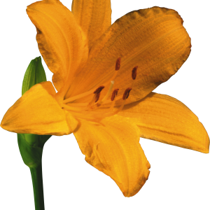 Lilium PNG