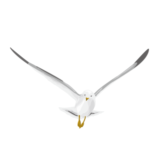 Pigeon PNG