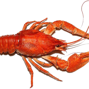 Lobster PNG