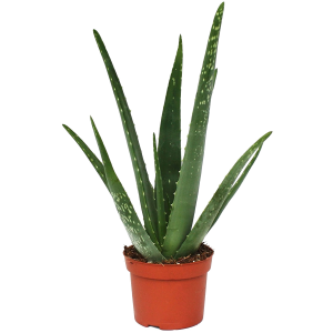 Aloe vera PNG