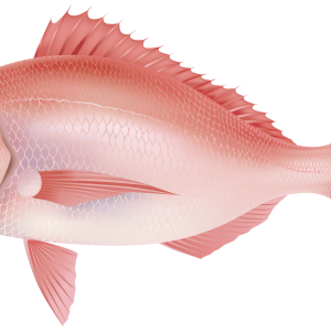 Fish PNG
