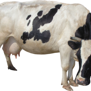 cow PNG
