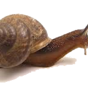 Snail PNG