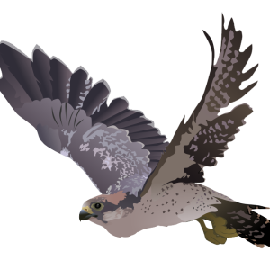 Falcon PNG