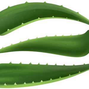 Aloe vera PNG