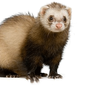 Ferret PNG