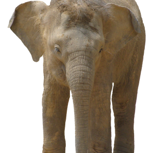 Elephant PNG