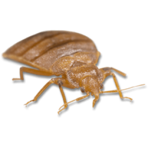 Bed bug PNG
