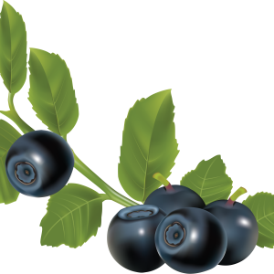 Blueberries PNG