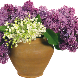 Lilac PNG
