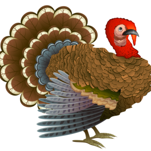 Turkey bird PNG