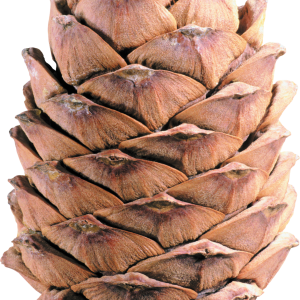 Pine cone PNG