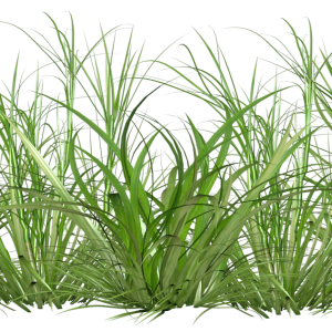 Grass PNG