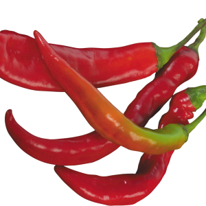Red chili pepper PNG image
