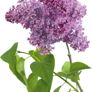 Lilac PNG
