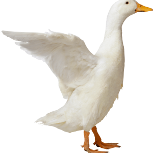 Goose PNG
