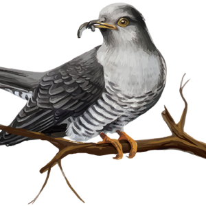 Cuckoo PNG