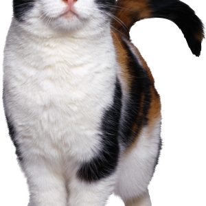 cat png image, free download picture, kitten