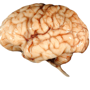Brain PNG