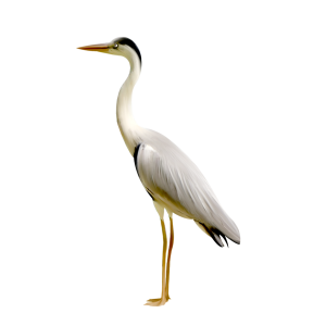 Heron PNG