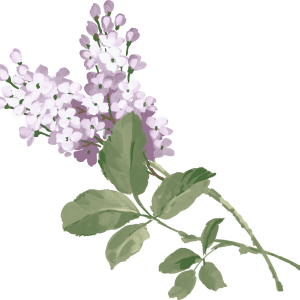 Lilac PNG