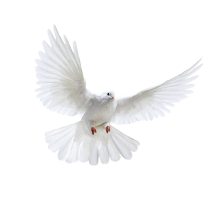 White flying pigeon PNG image
